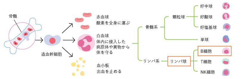 血液の細胞がつくられる仕組み