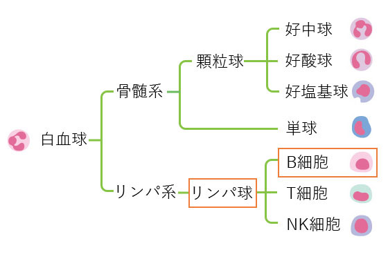 CLLでは、白血球のB細胞が末梢血や骨髄で増殖