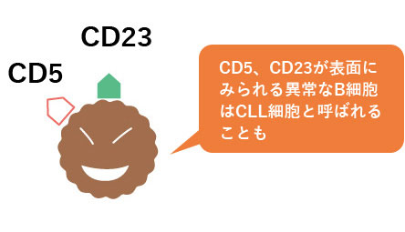 CD5とCD23