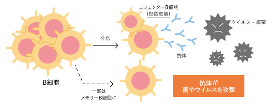 B細胞が抗体をつくり菌やウイルスを攻撃