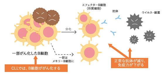 B細胞ががん化すると細胞の機能が低下する